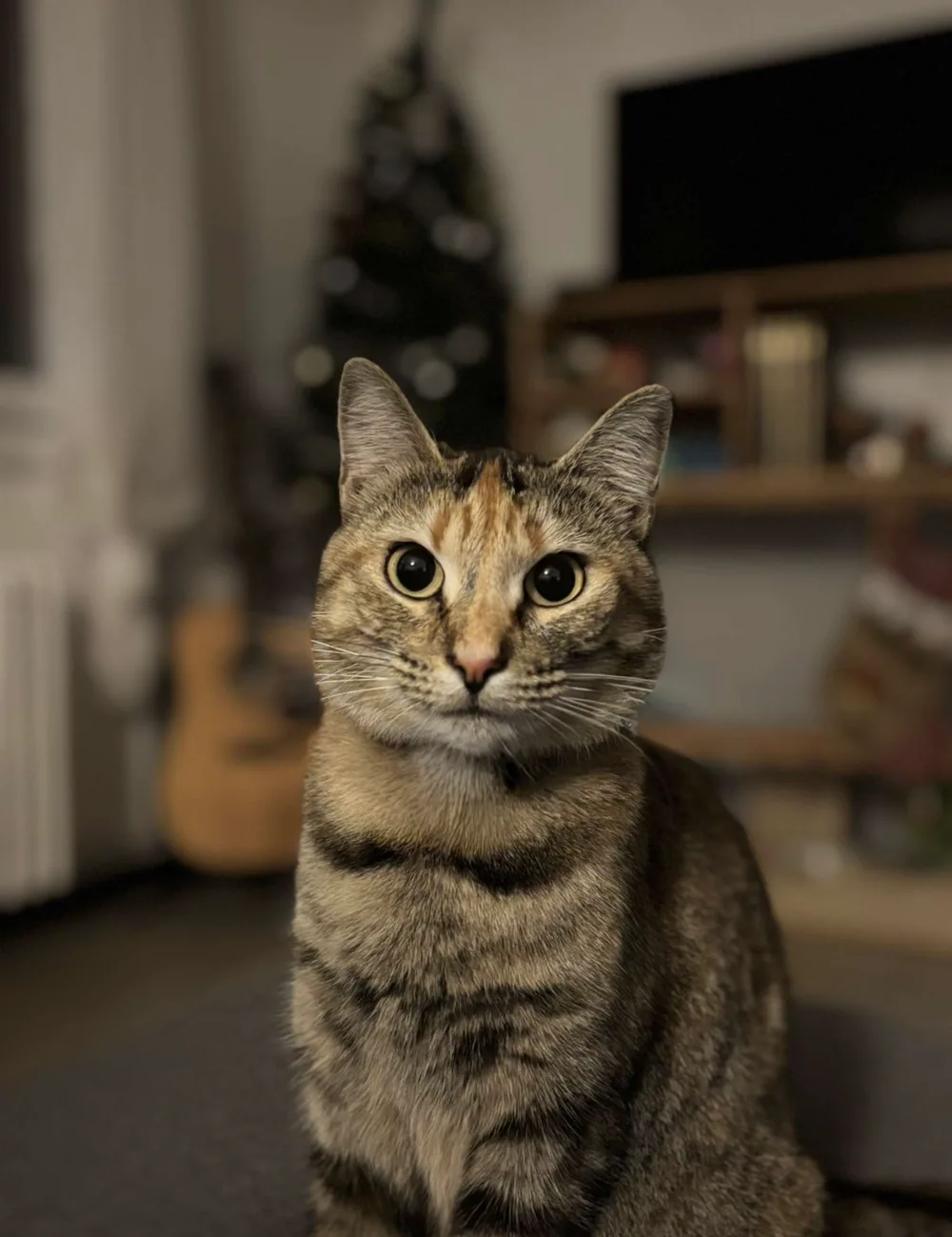 Photographie d’origine — chat