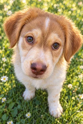 Portrait de chien, style Grand air